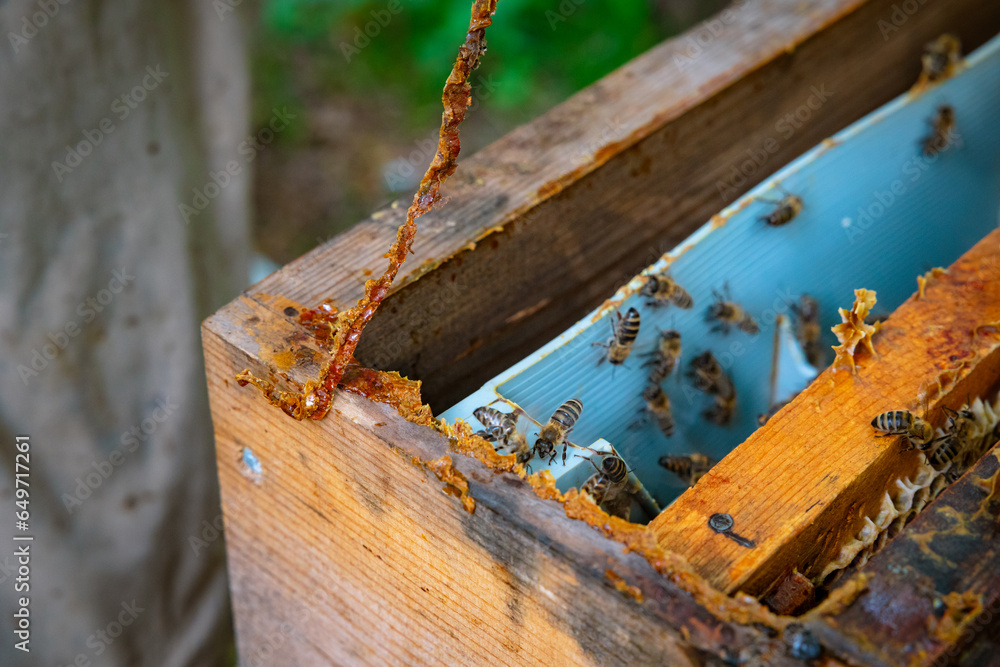 Propolis or bee glue on the beehive. Beekeeping or apiculture background Propolis or bee glue on the beehive. Beekeeping or apiculture background