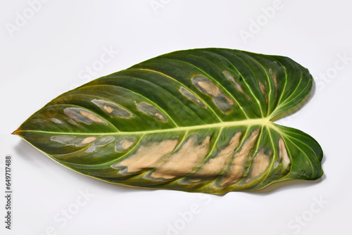 Dark and dried spots caused by sunborn on houseplant leaf of Philodendron plant photo