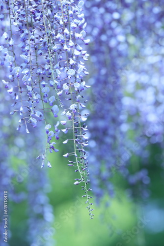 藤の花