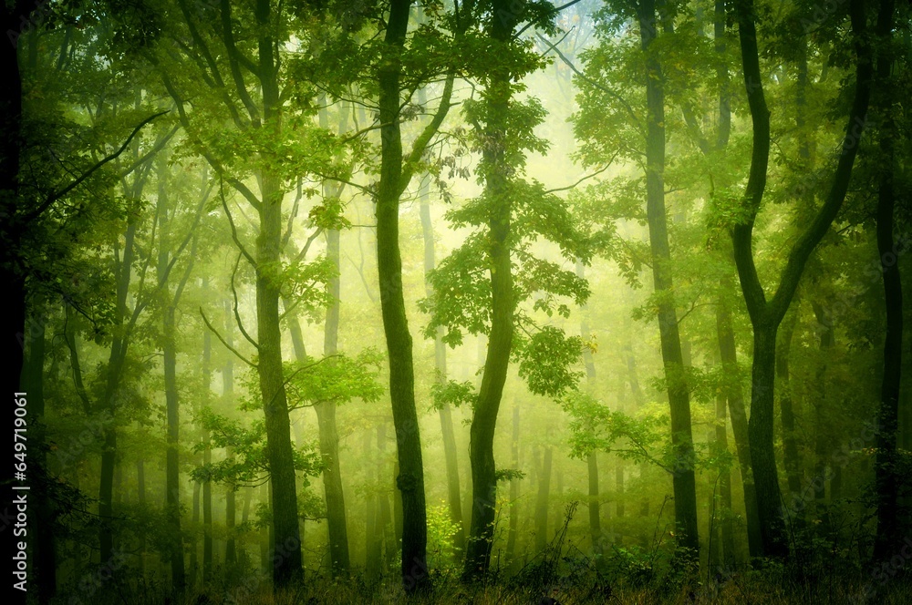Green forest in fog