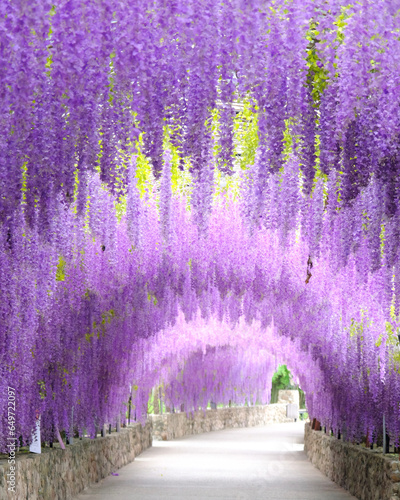 Beautiful Wisteria flower tunnel  photo