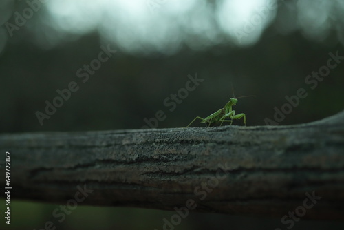 カマキリ