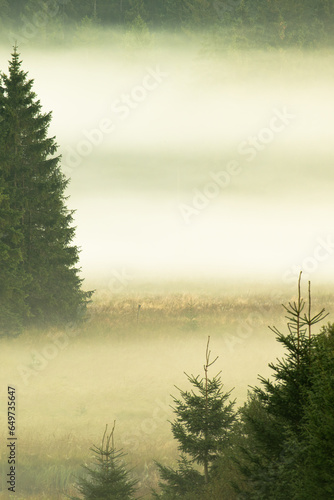 Beautiful misty morning in Mochamps - wildlife viewpoint, St. Hubert forest, Belgium Ardenne.