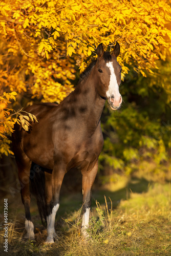 Fototapeta Naklejka Na Ścianę i Meble -  Beautiful horse in fall park