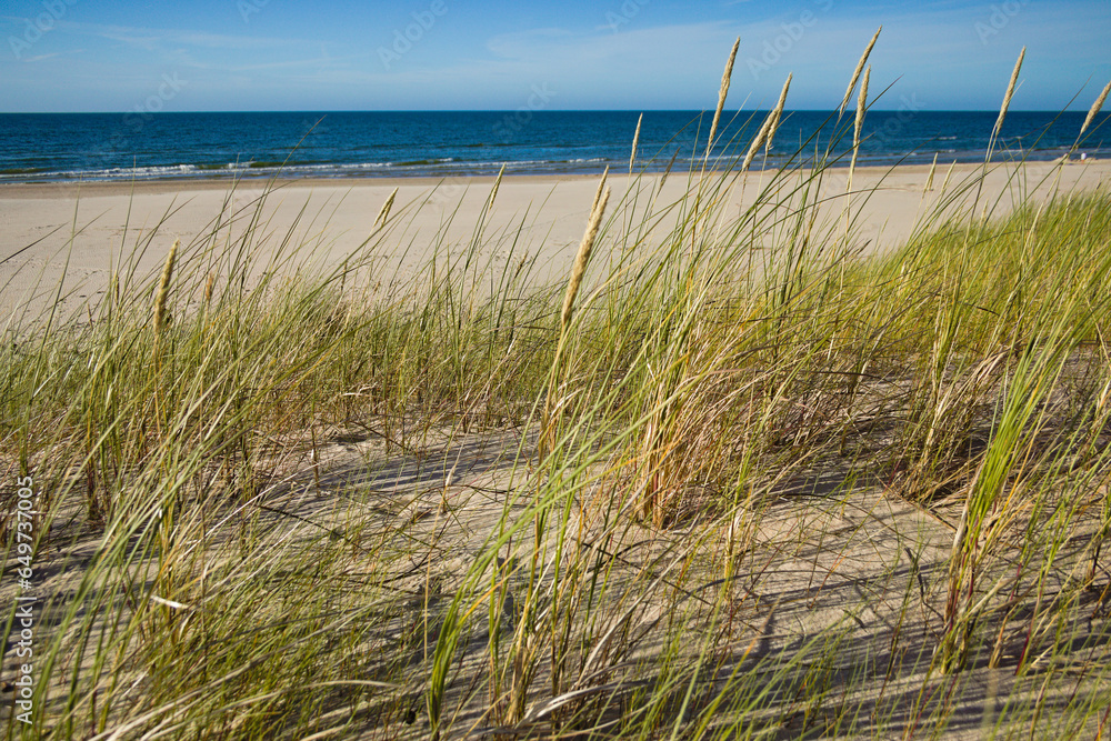 Trawy na Bałtyckich wydmach, grass on the Baltic dunes - obrazy, fototapety, plakaty 