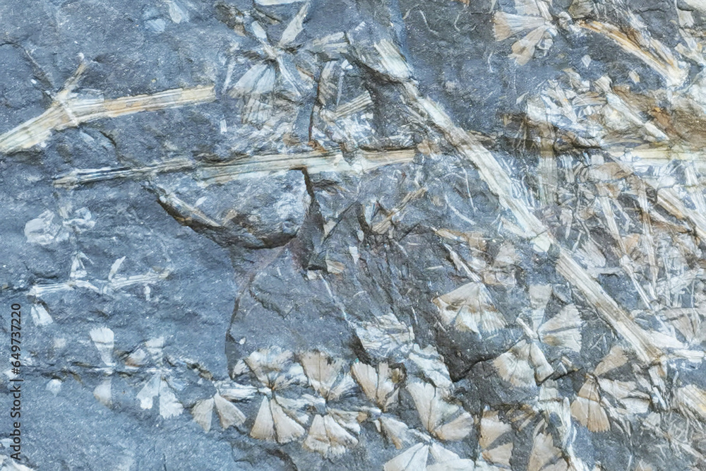 fossil leaves texture