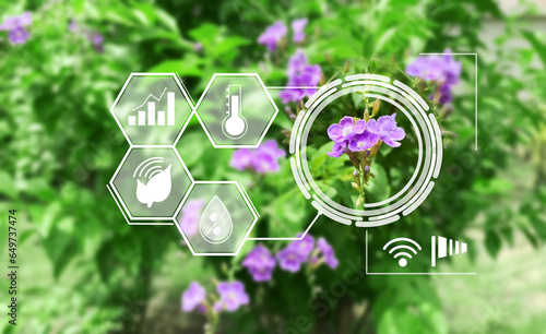 Wallpaper Mural Smart agriculture concept, Purple flower garden (Duranta, Sky Flower, Pigeon Berry, Golden Dew Drop) with precision agriculture infographic. Torontodigital.ca