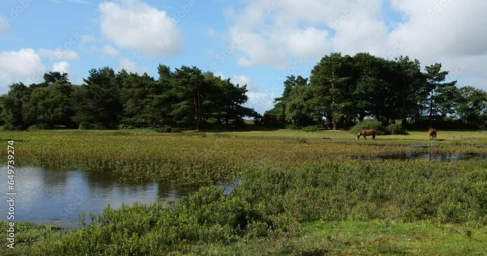 Grazing horses in the New Forest, Hampshire, England, UK Grazing horses in the New Forest, Hampshire, England, UK