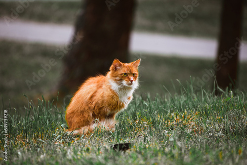 Schilderij op canvas A ginger (red) cat with orange eyes on the grass