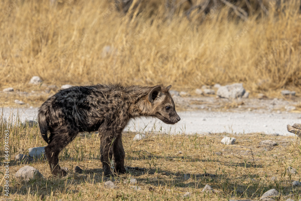Obraz premium Hyène tachetée, Lycaon debout dans la savane