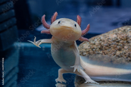 A cute pink axolotl is smiling