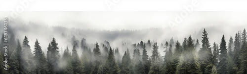 coniferous forest isolated on a white background panorama, tops of fir trees. © kichigin19