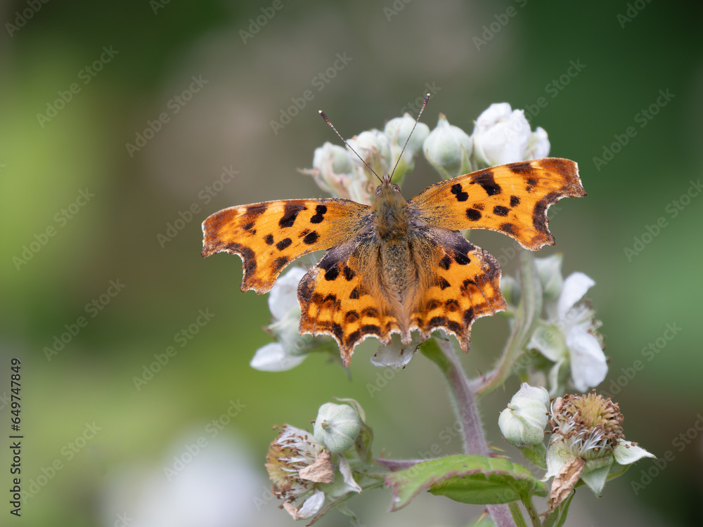 Comma Butterfly Feeding on Bramble Comma Butterfly Feeding on Bramble