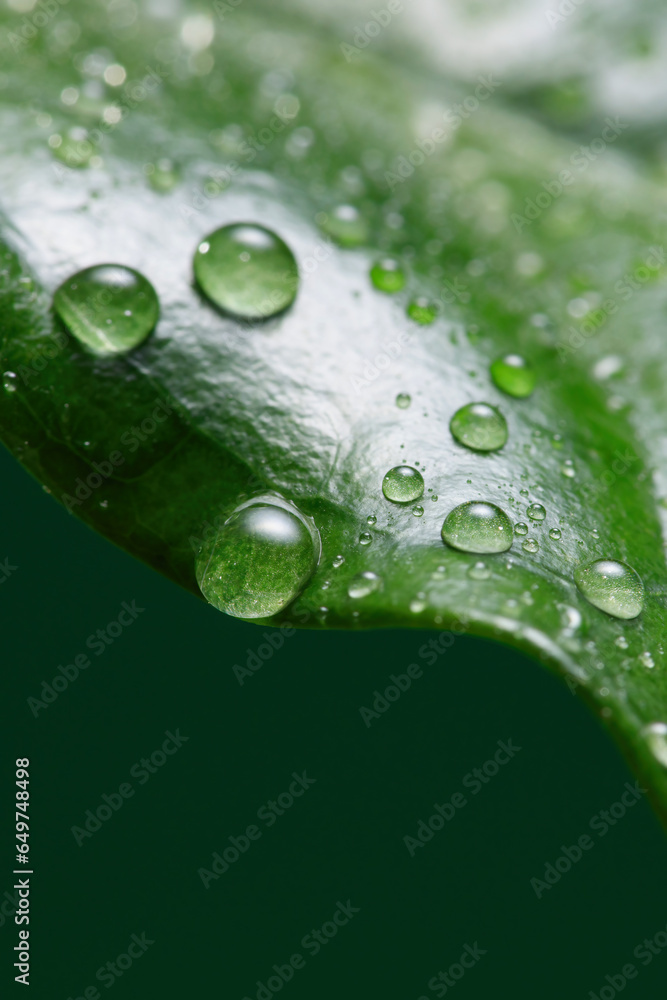 Raindrops on green coffee leaves. Coffee leaf with dew drops. Shallow depth of field Raindrops on green coffee leaves. Coffee leaf with dew drops. Shallow depth of field