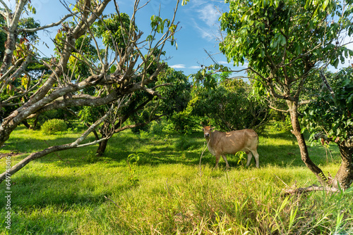 Cows in the garden in beautiful light