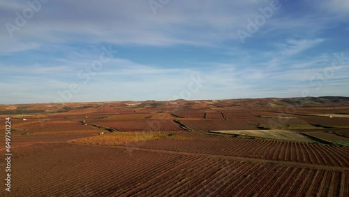 Aerial view of vineyards in late autumn. Shot forward where a tractor is seen working in the field.