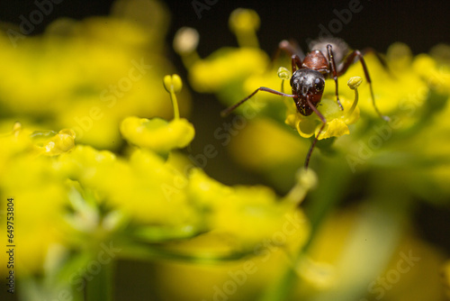 Macro of an ant on a yellow flower