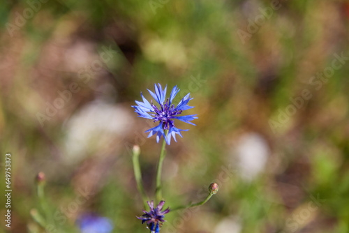 Blue cornflower closeup in a field on a blurred natural background, selective focus
