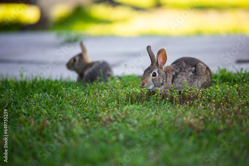 Fototapeta Naklejka Na Ścianę i Meble -  A pair of small rabbits in an urban environment. Wild animals often wander into cities and towns.
