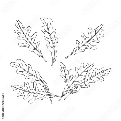 Arugula leaves vector isolated on white background. Herbal doodle style illustration. The best for design logo, menu, label, icon, stamp.