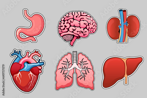 A set of stickers: human internal organs. stomach, brain, lungs, heart, liver and kidneys