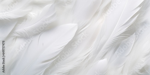 White feathers, down feathers, background, chicken, bird feathers