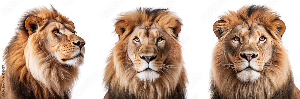 Lion close up, front view with transparent background, smooth blur edge, Generative AI Technology