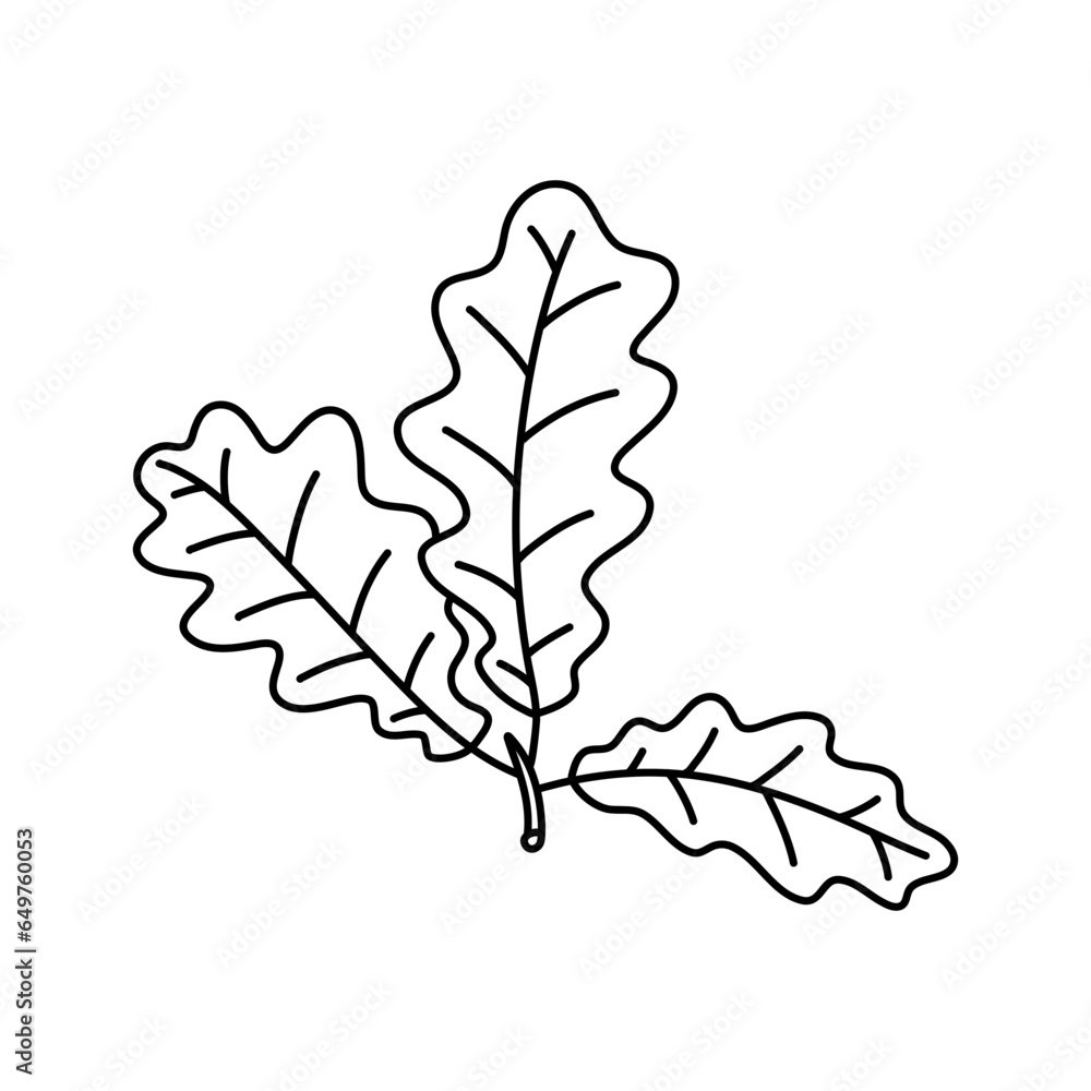 Fototapeta premium Sketch doodle drawing oak leaves, lace quercus leaf vector illustration isolated on white background