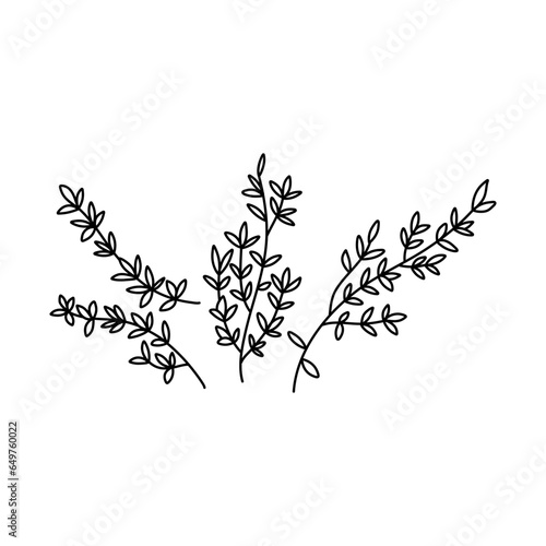 Hand drawn thyme branch with leaves, monochrome sketch style vector illustration isolated on white background