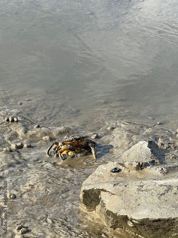 Fototapeta premium Crab Standing on a Rock in the Mud