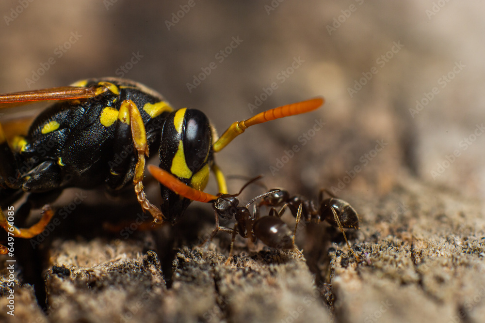 An epic picture of a wasp fighting ants close up. Some insects fight for territory.
An epic picture of a wasp fighting ants close up. Some insects fight for territory.