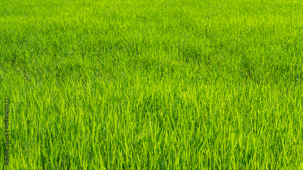 Green grass in the rainy season.