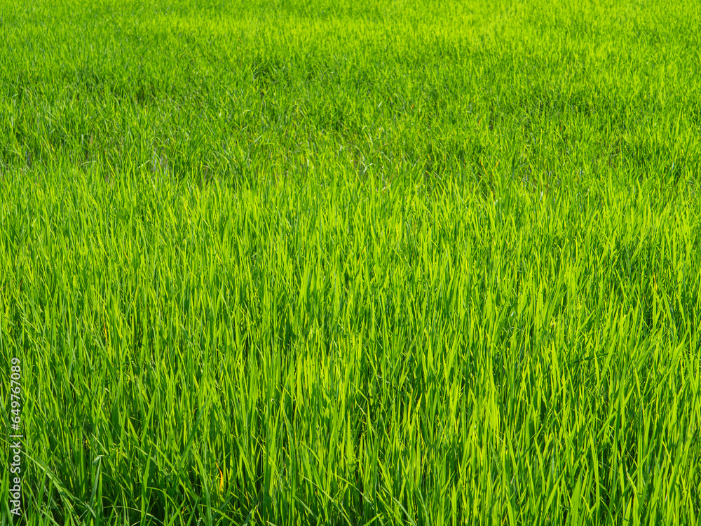 Green grass in the rainy season. Green grass in the rainy season.