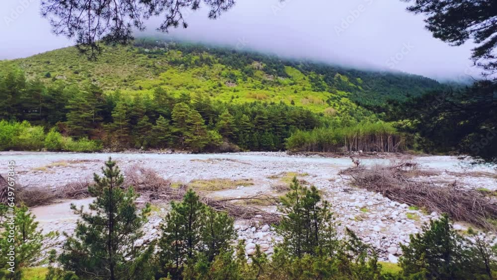 The fog is spreading over the pine forest. Branches of fir trees against the background of a mountain river on a foggy day. Morning in the mountains in rainy cloudy weather. North Ossetia. Digor Gorge The fog is spreading over the pine forest. Branches of fir trees against the background of a mountain river on a foggy day. Morning in the mountains in rainy cloudy weather. North Ossetia. Digor Gorge