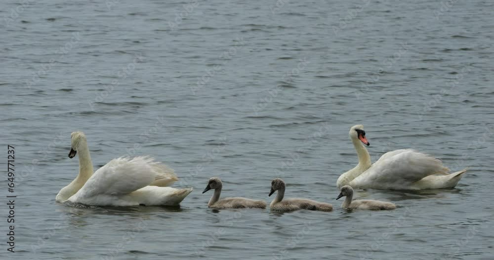 Mute swan family, the New Forest, Hampshire, England Mute swan family, the New Forest, Hampshire, England