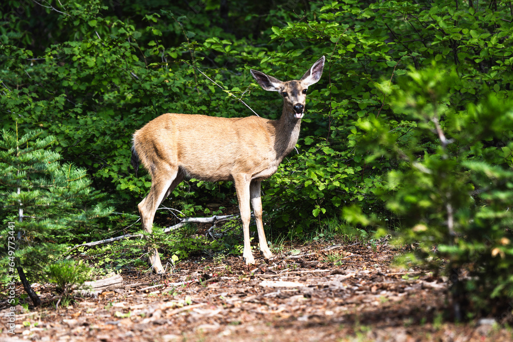 white deer