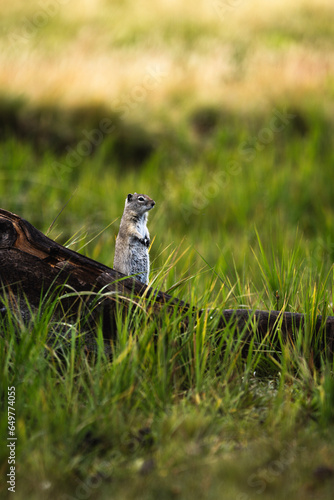 squirrel in the grass