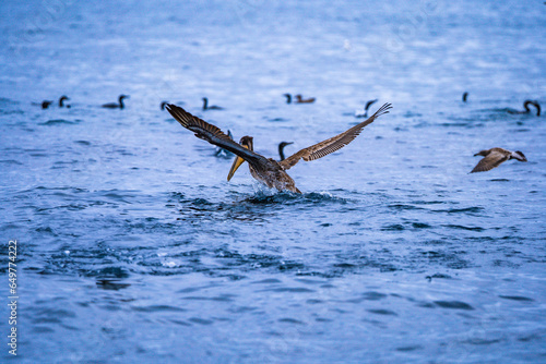 pelican fishing