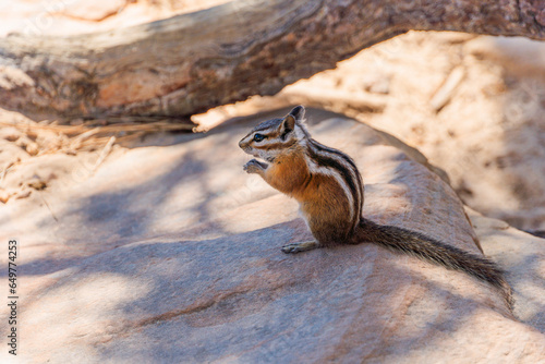squirrel on the rock