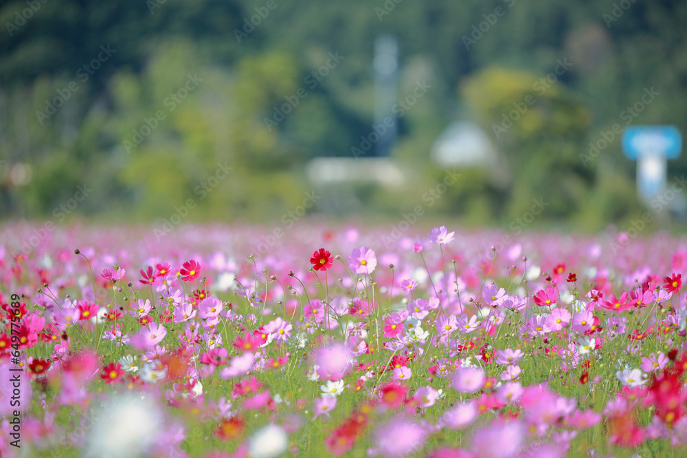 cosmos Flower cosmos Flower