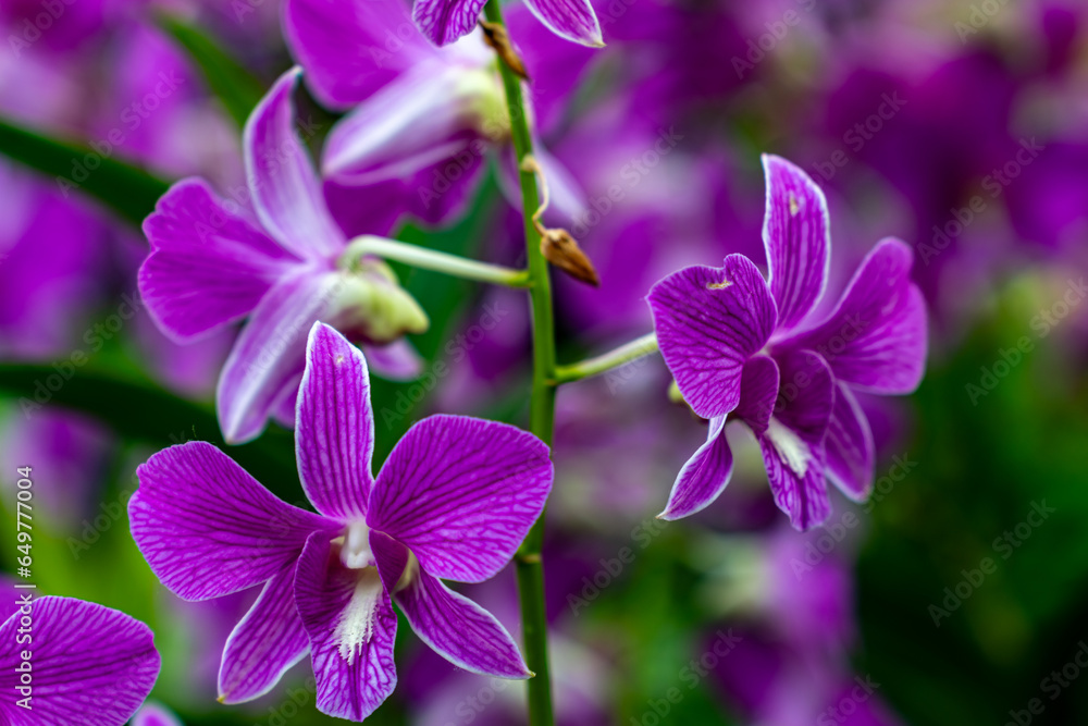 Flower Dwom, Marina Bay Gardens Flower Dwom, Marina Bay Gardens