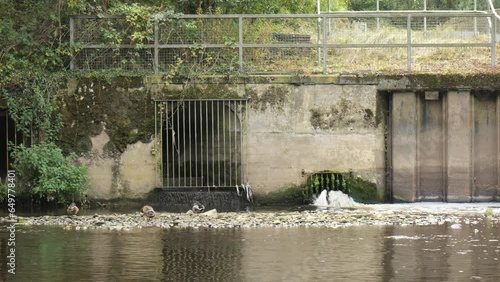 Bradford, UK - 09 17 2023 : Water from a sewage treatment works is discharged into a river. Ducks can be seen resting and cleaning themselves on a nearby stone rock pile.