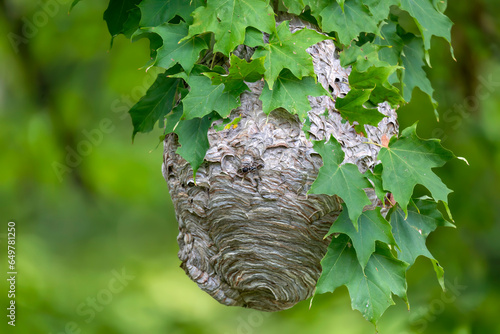 Bald-faced hornet ( Dolichovespula maculata ) Nest on a tree in the park. photo