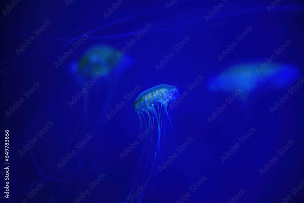 Small jellyfishes with blue light swimming in aquarium Small jellyfishes with blue light swimming in aquarium