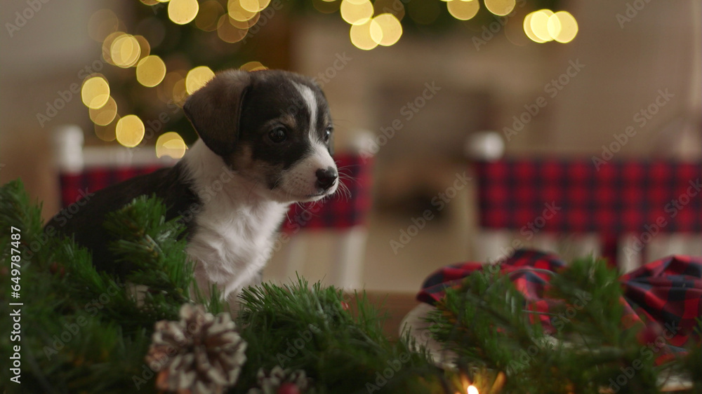 Christmas dogs collection, Merry Christmas illustrations of cute pets Christmas dogs collection, Merry Christmas illustrations of cute pets