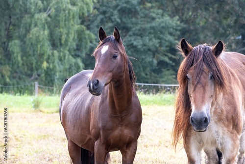 two horses in the field © Ulrich