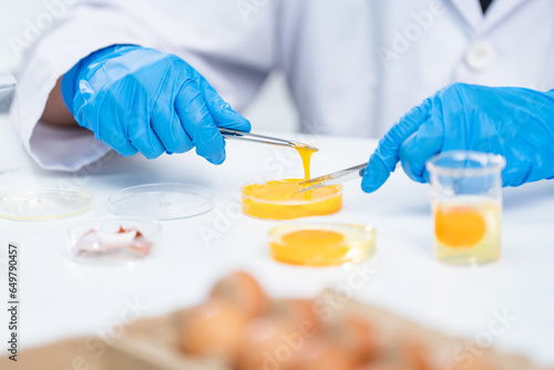laboratory of chicken egg i...