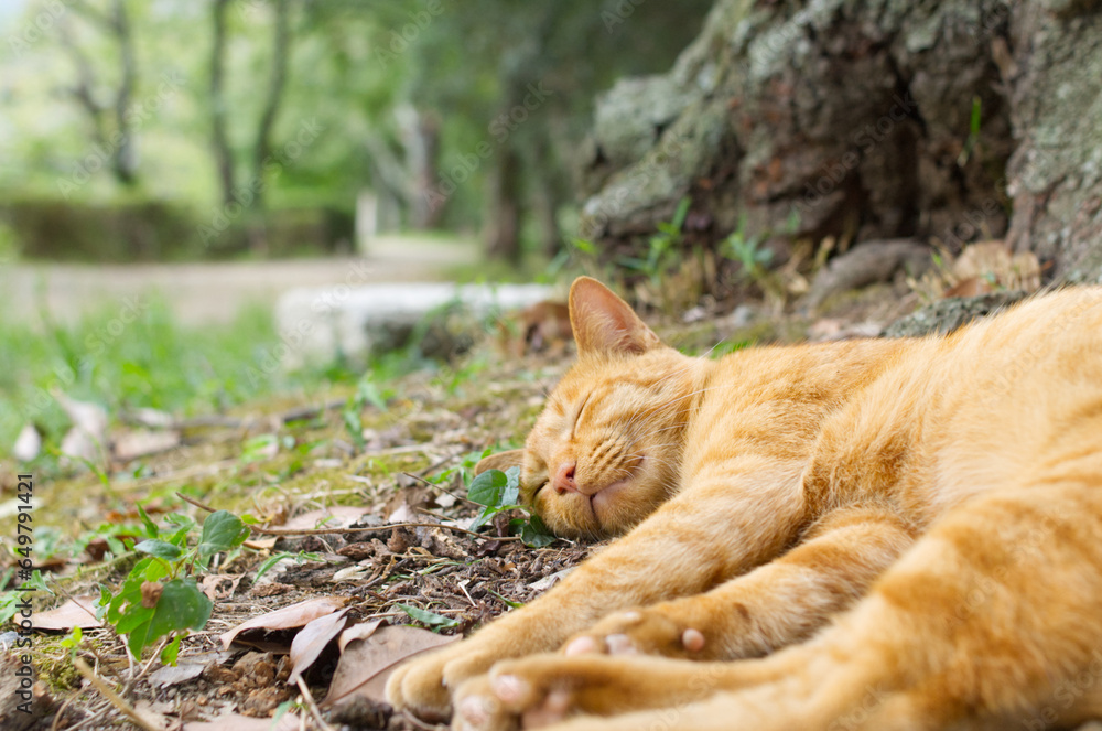 Cat taking a nap Cat taking a nap