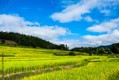 green rice field and sky