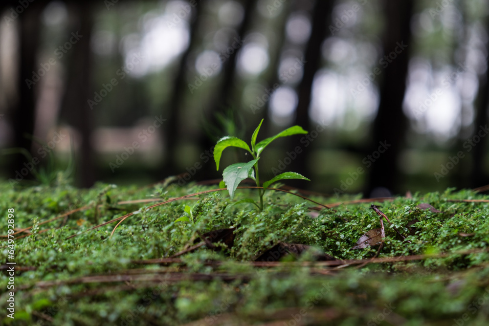 green moss in the forest
